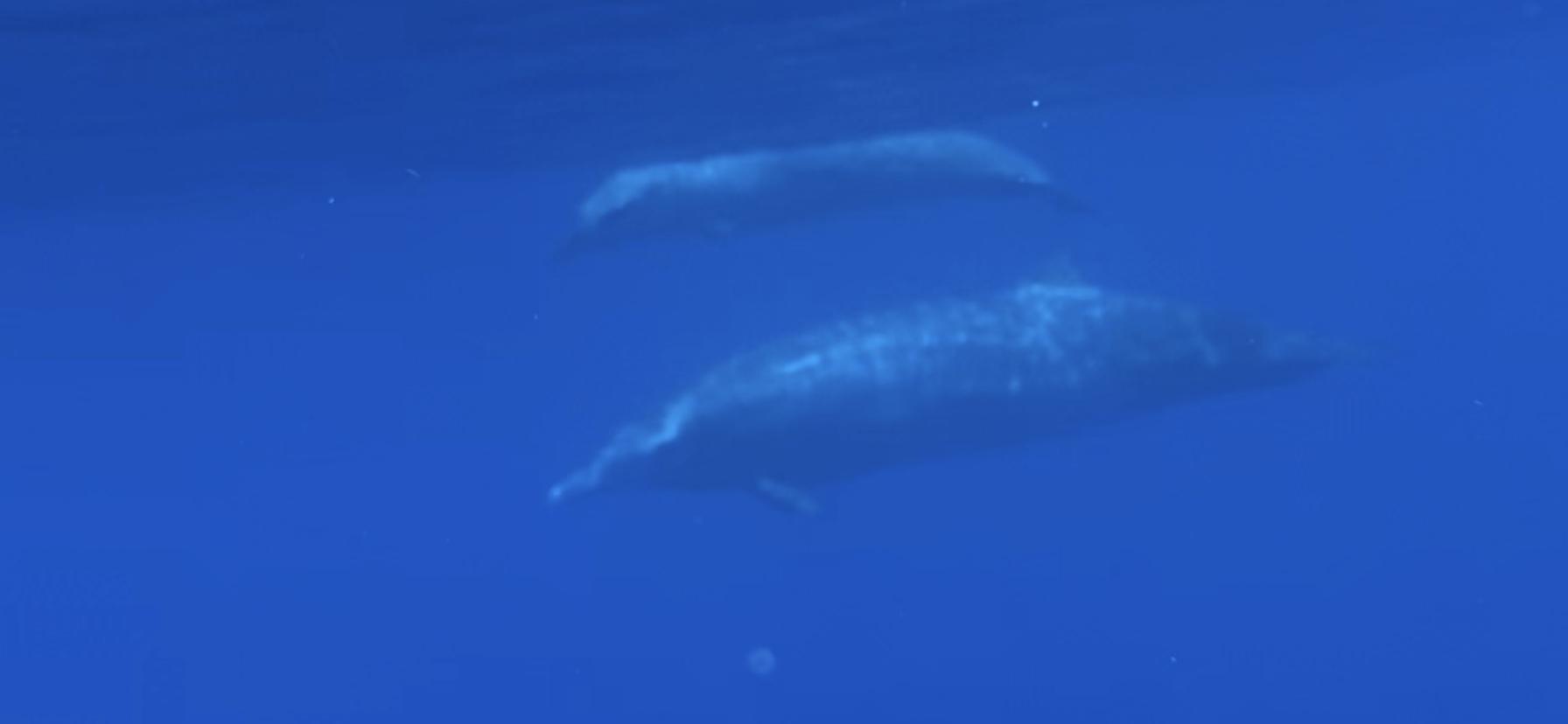 Ballena-picuda de Blainsville