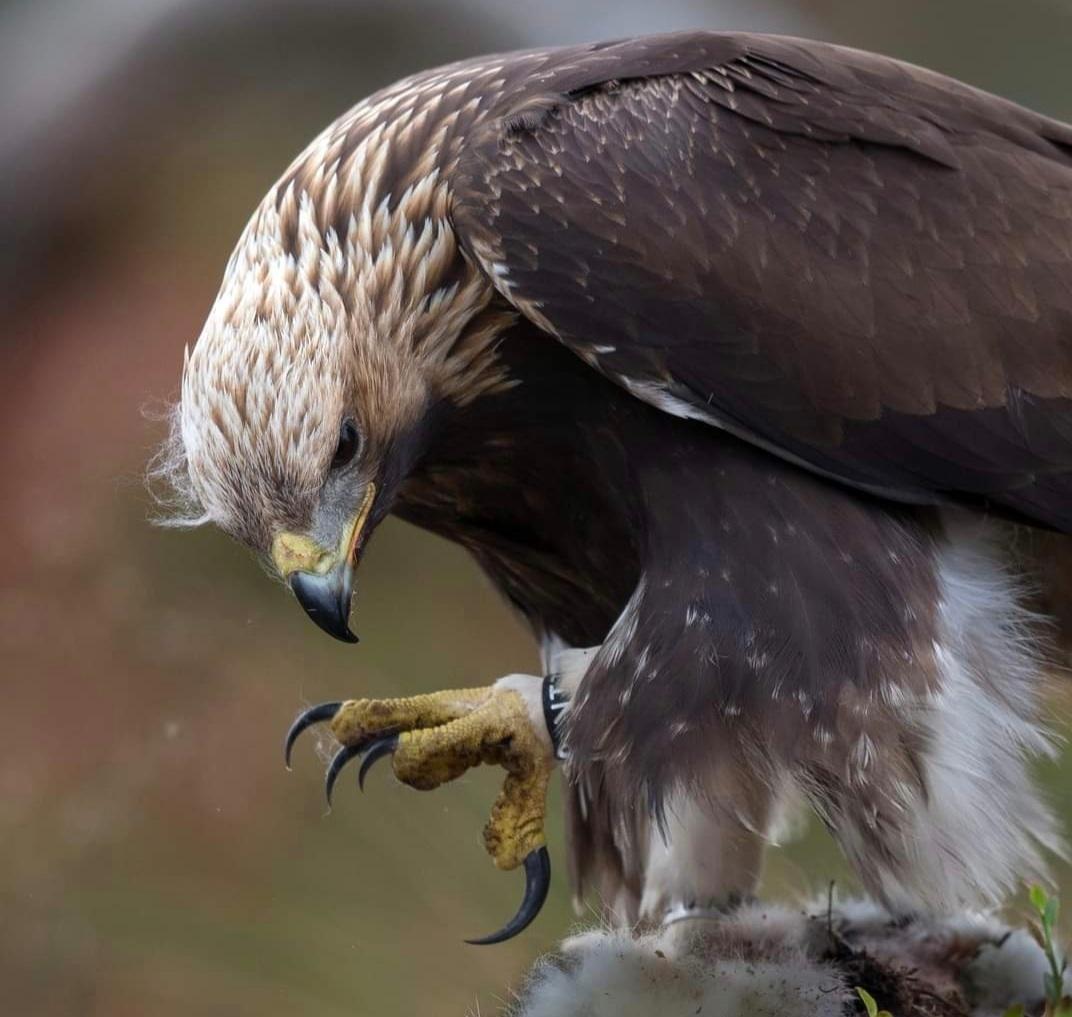 Águila real