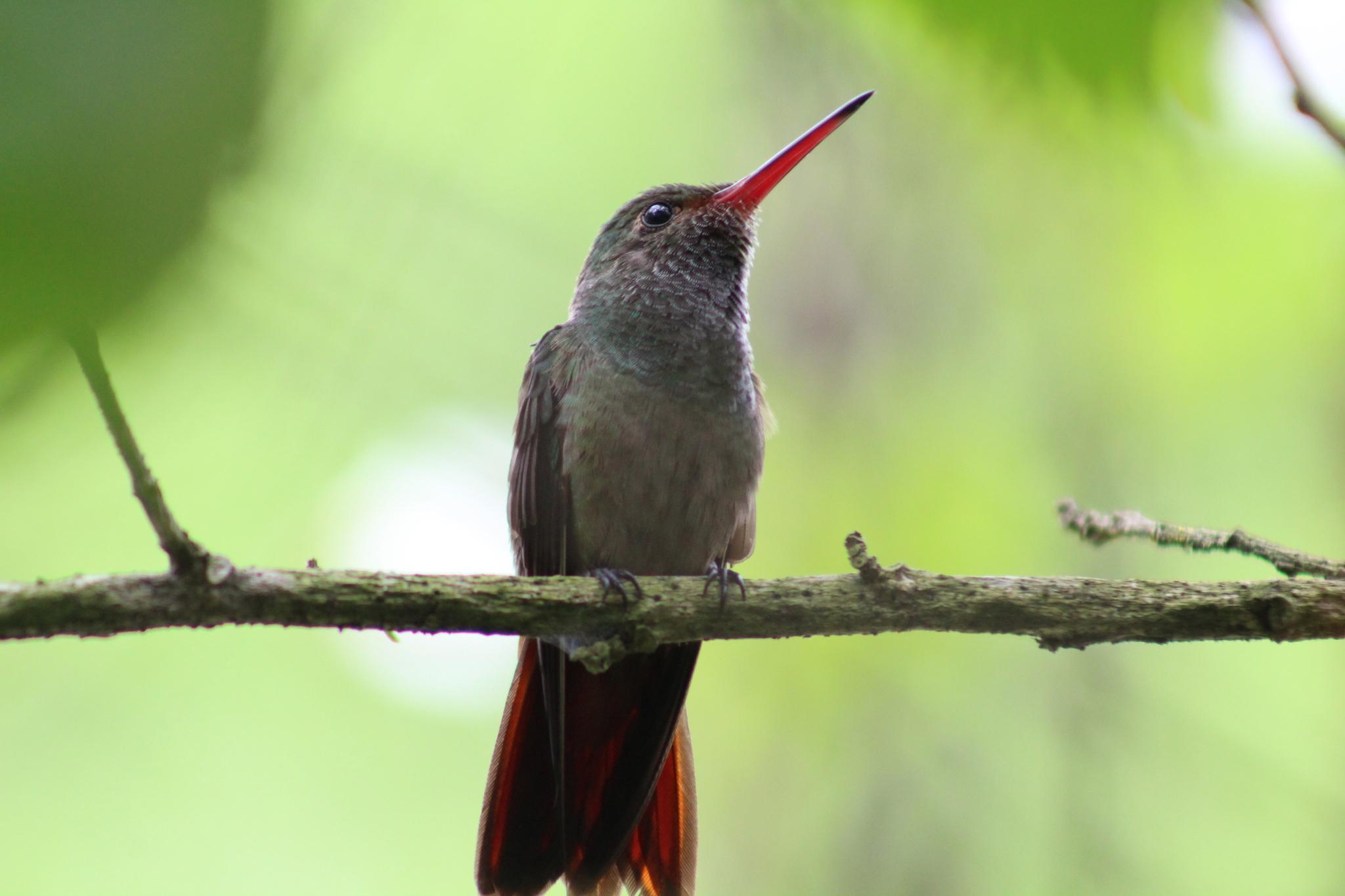 Rufous-tailed Hummingbird