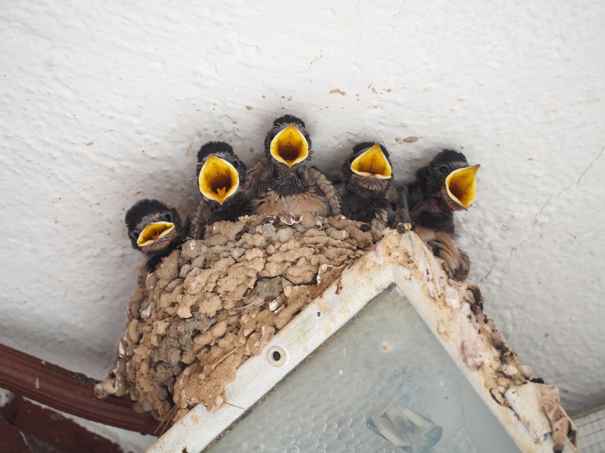 Golondrina tijereta
