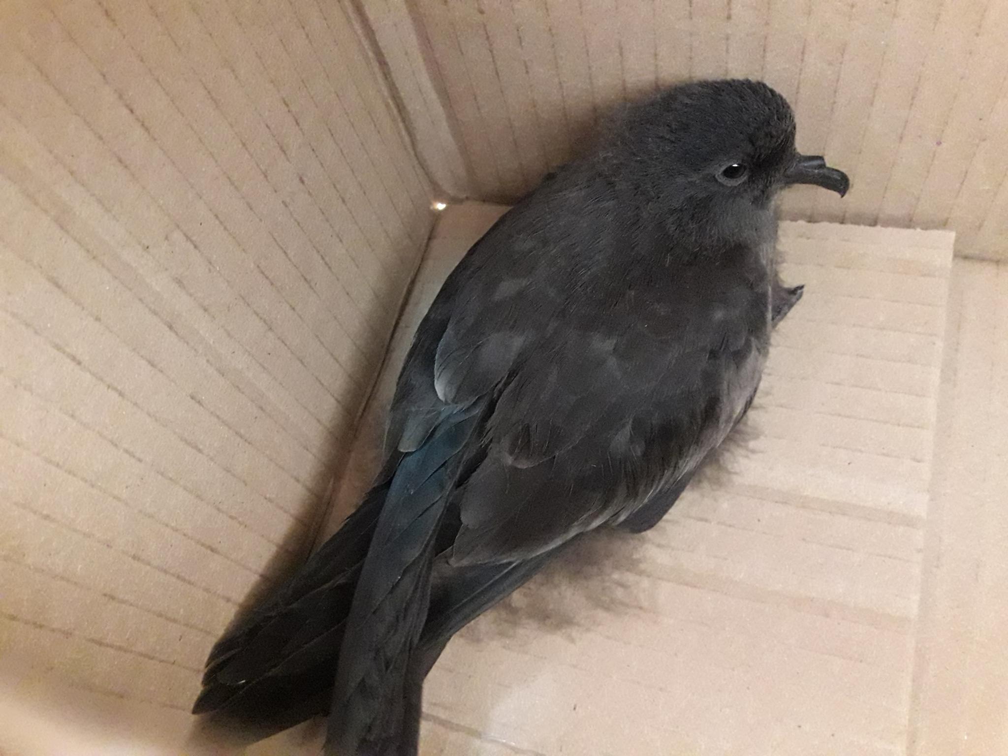 Golondrina de mar negra