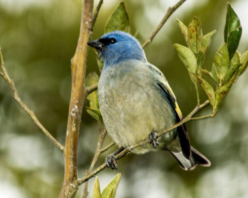 Yellow-winged Tanager