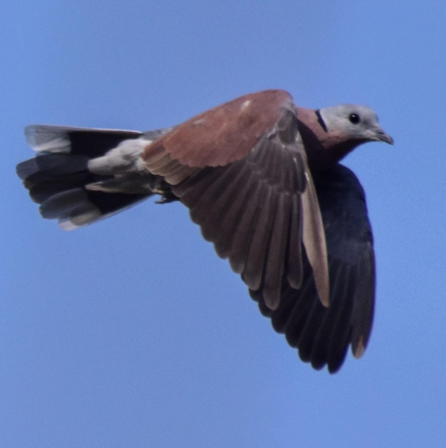 Red Collared-Dove