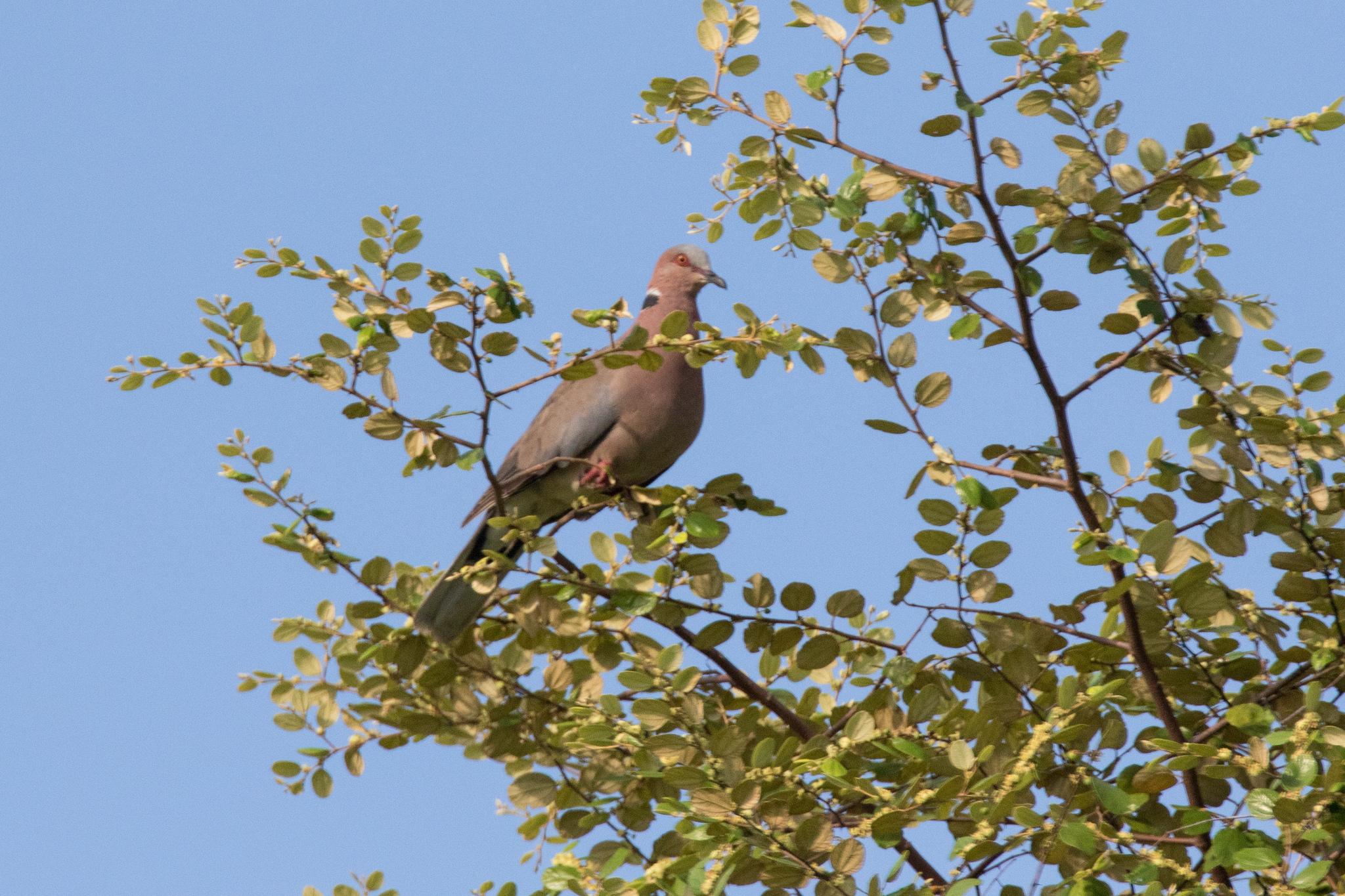 Sunda Collared-Dove