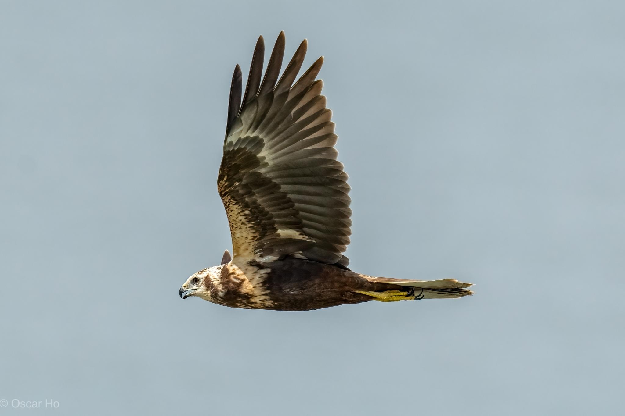 Aguilucho lagunero oriental