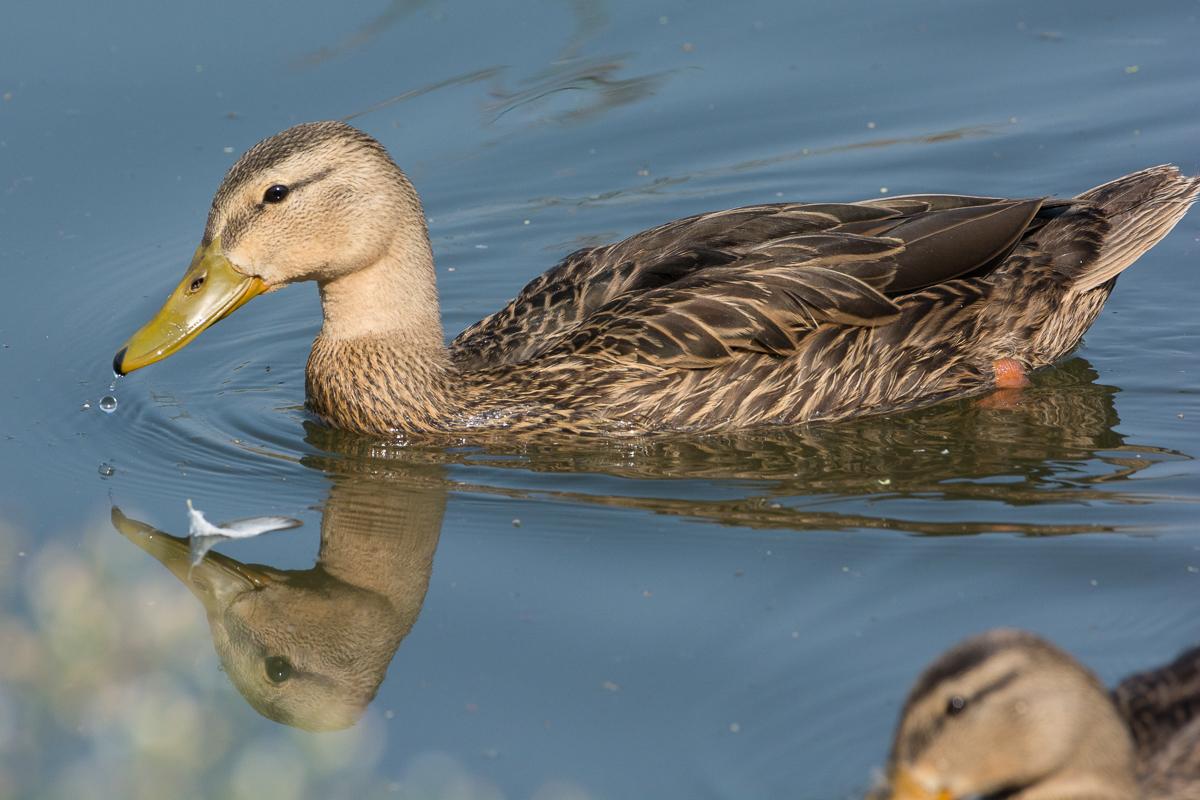Mexican Duck
