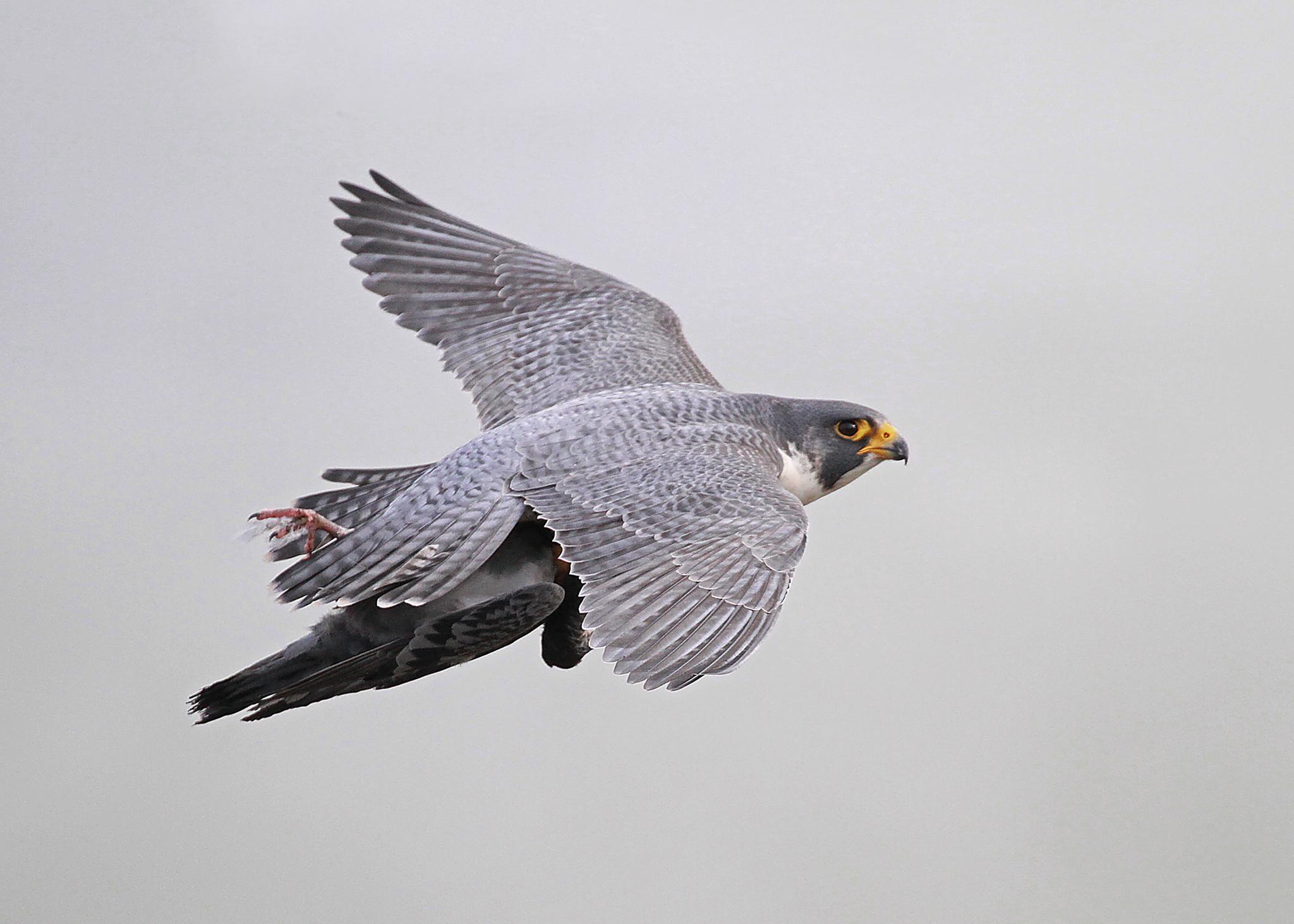 Halcón Peregrino
