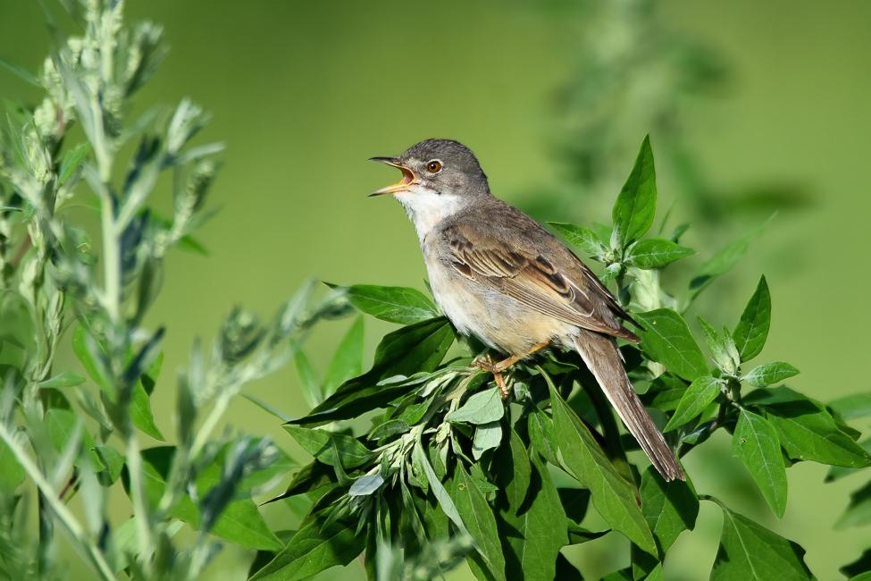 Greater Whitethroat