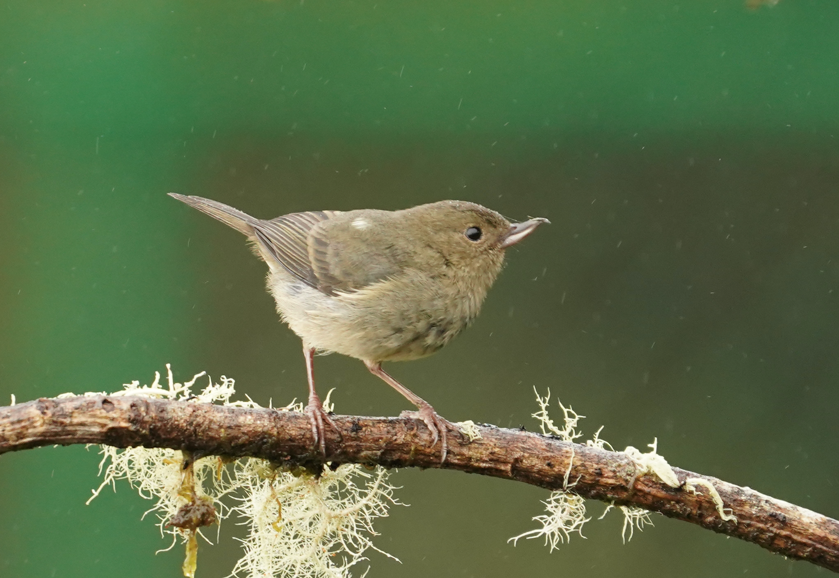 Slaty Flowerpiercer