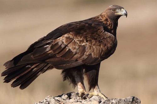 Águila real