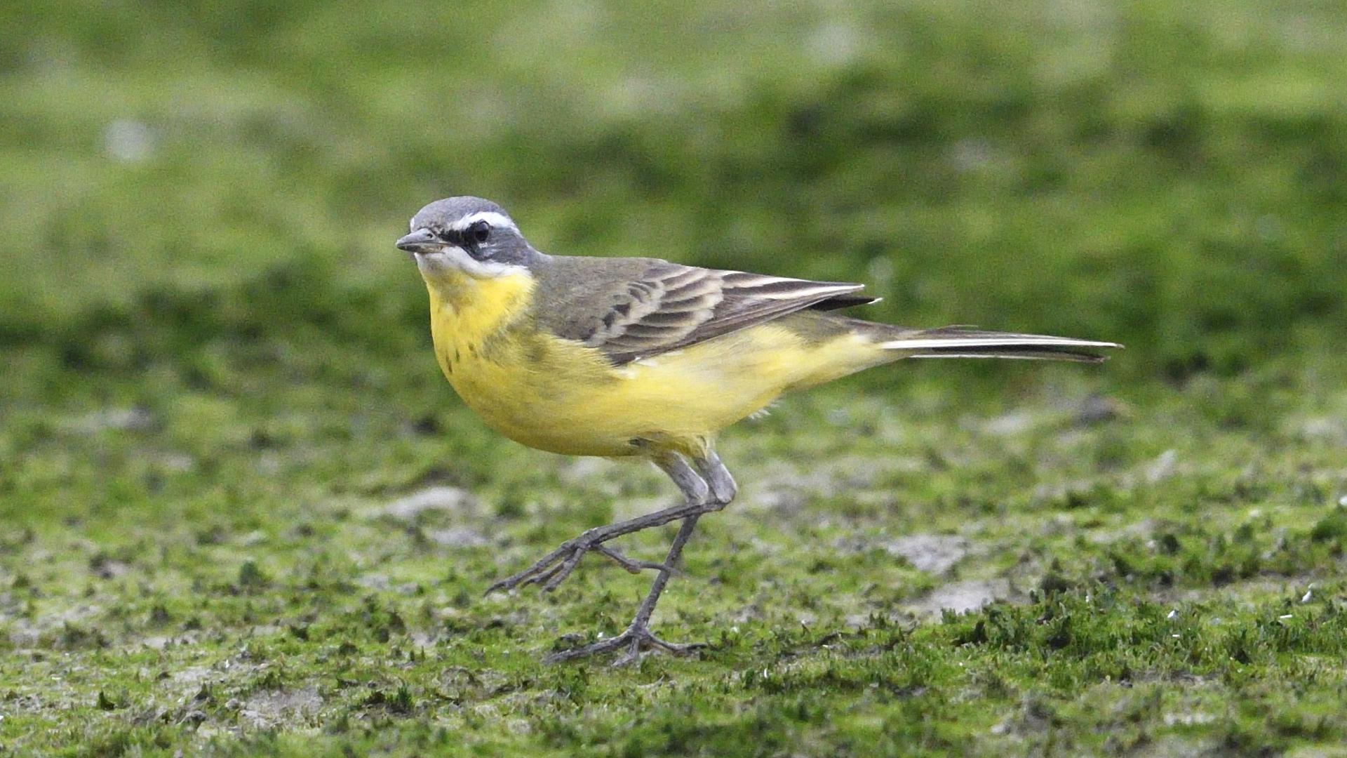 Lavandera Amarilla