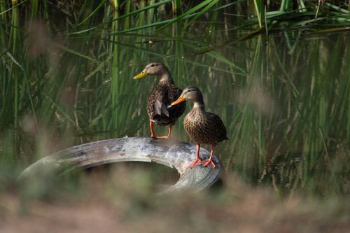 Mexican Duck
