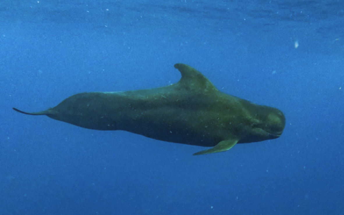 Ballena piloto