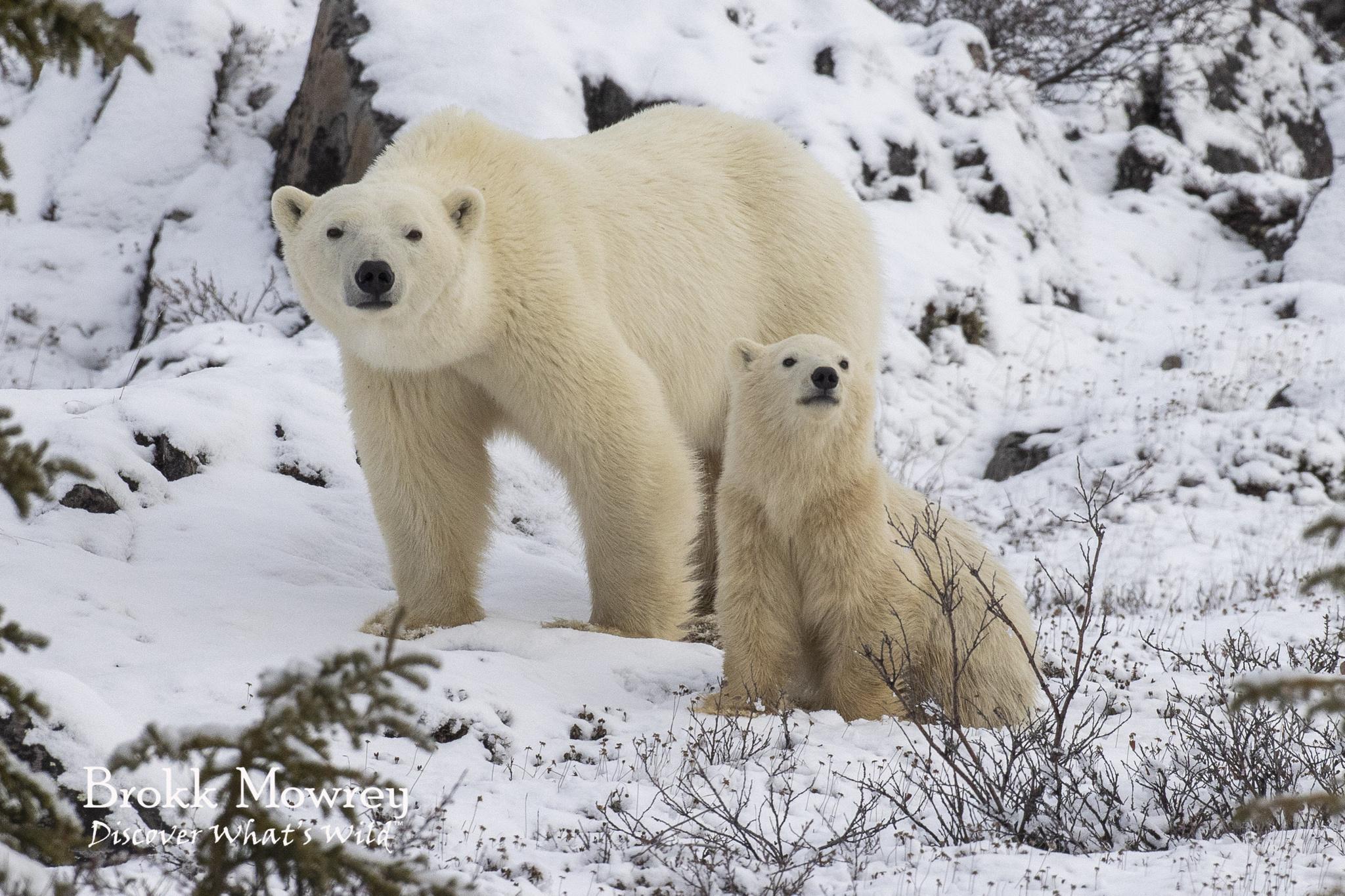 Oso Polar