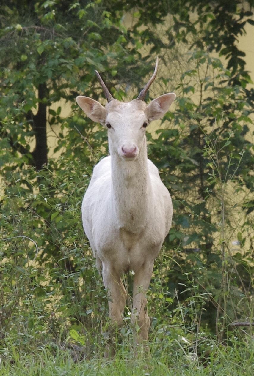 Gamo europeo