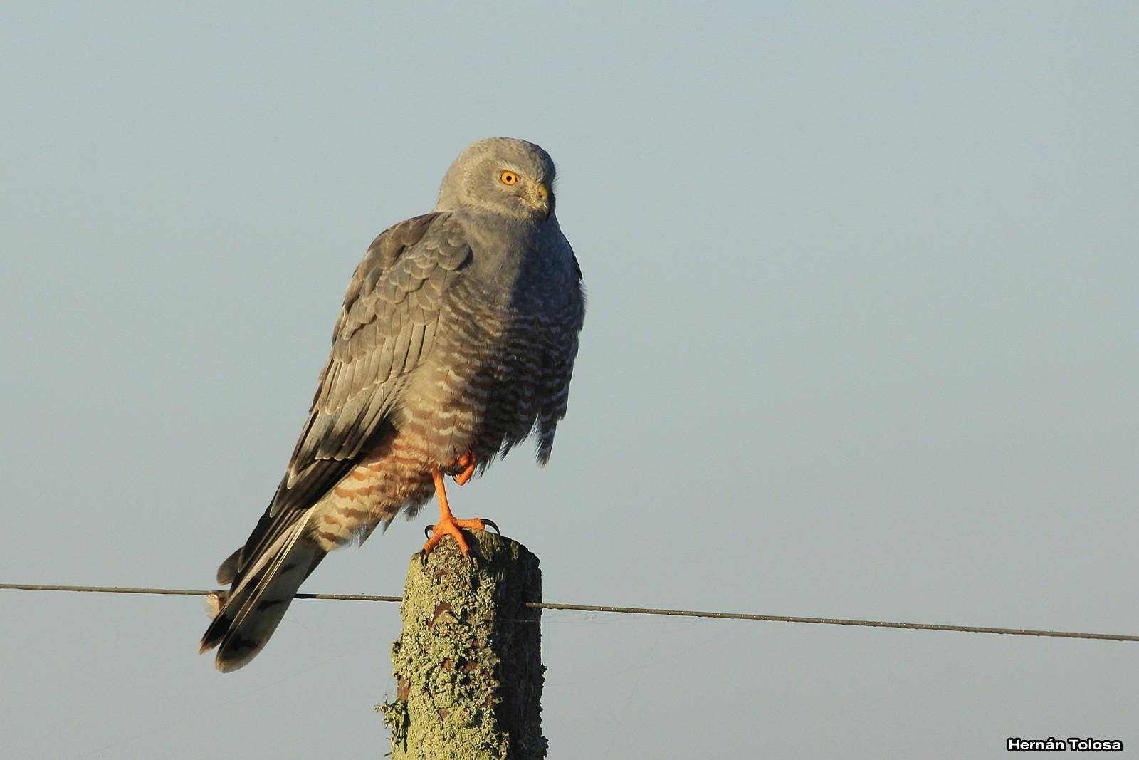 Aguilucho vari