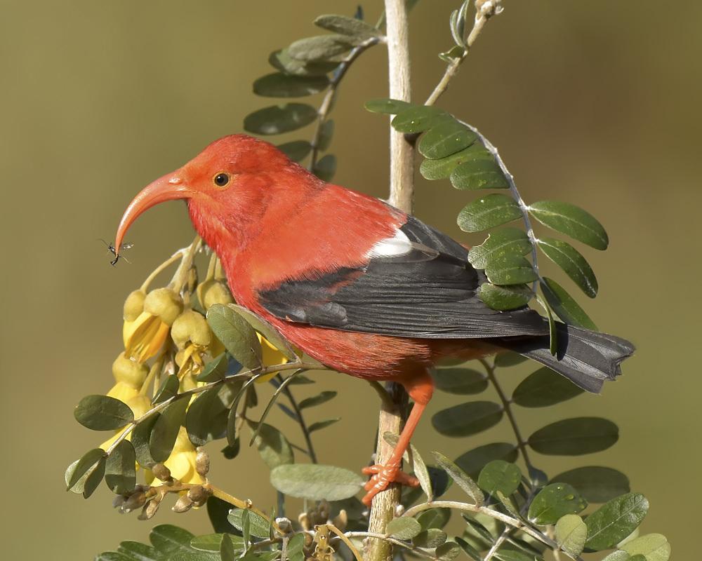 Perching Birds