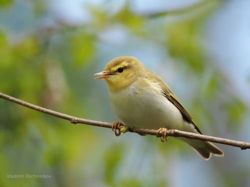 Mosquitero silbador