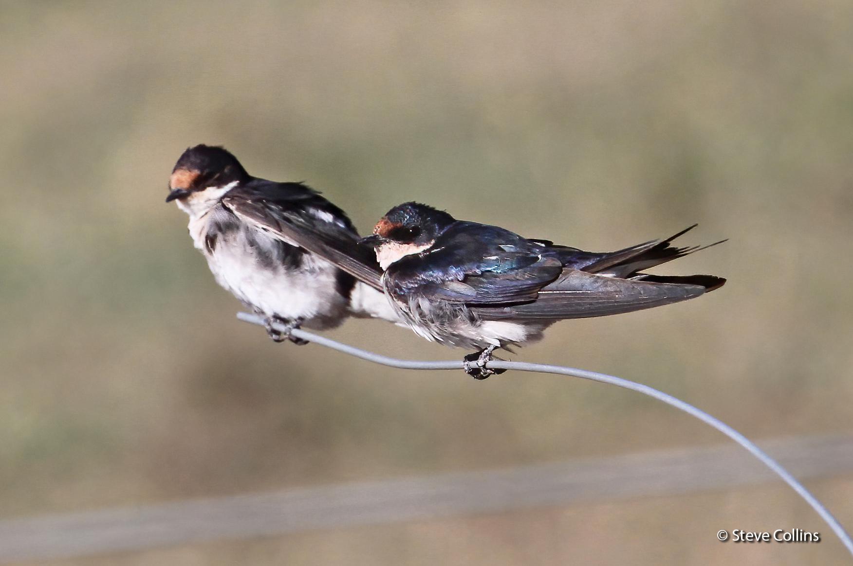 Golondrina Etiópica