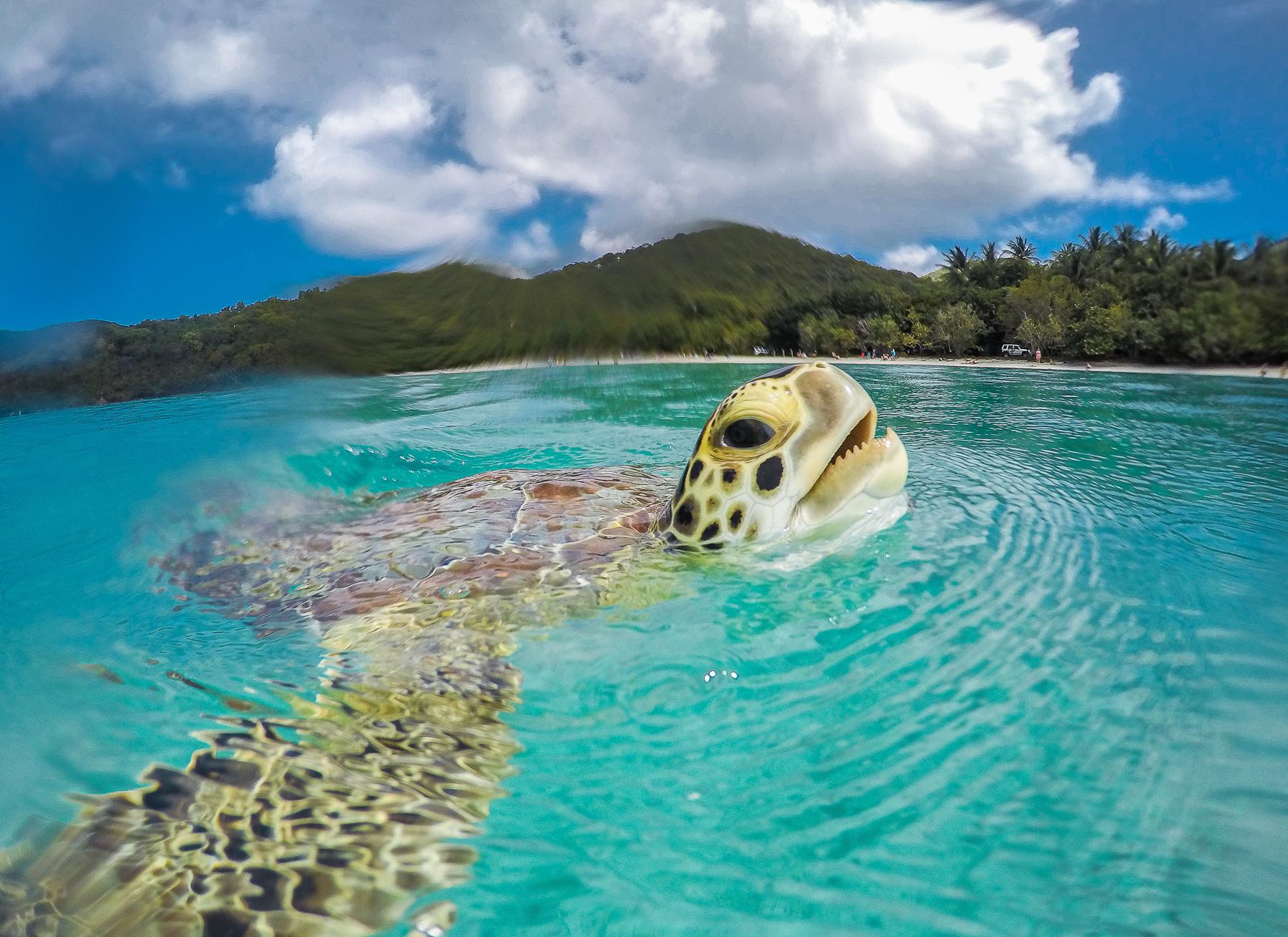 Tortuga verde