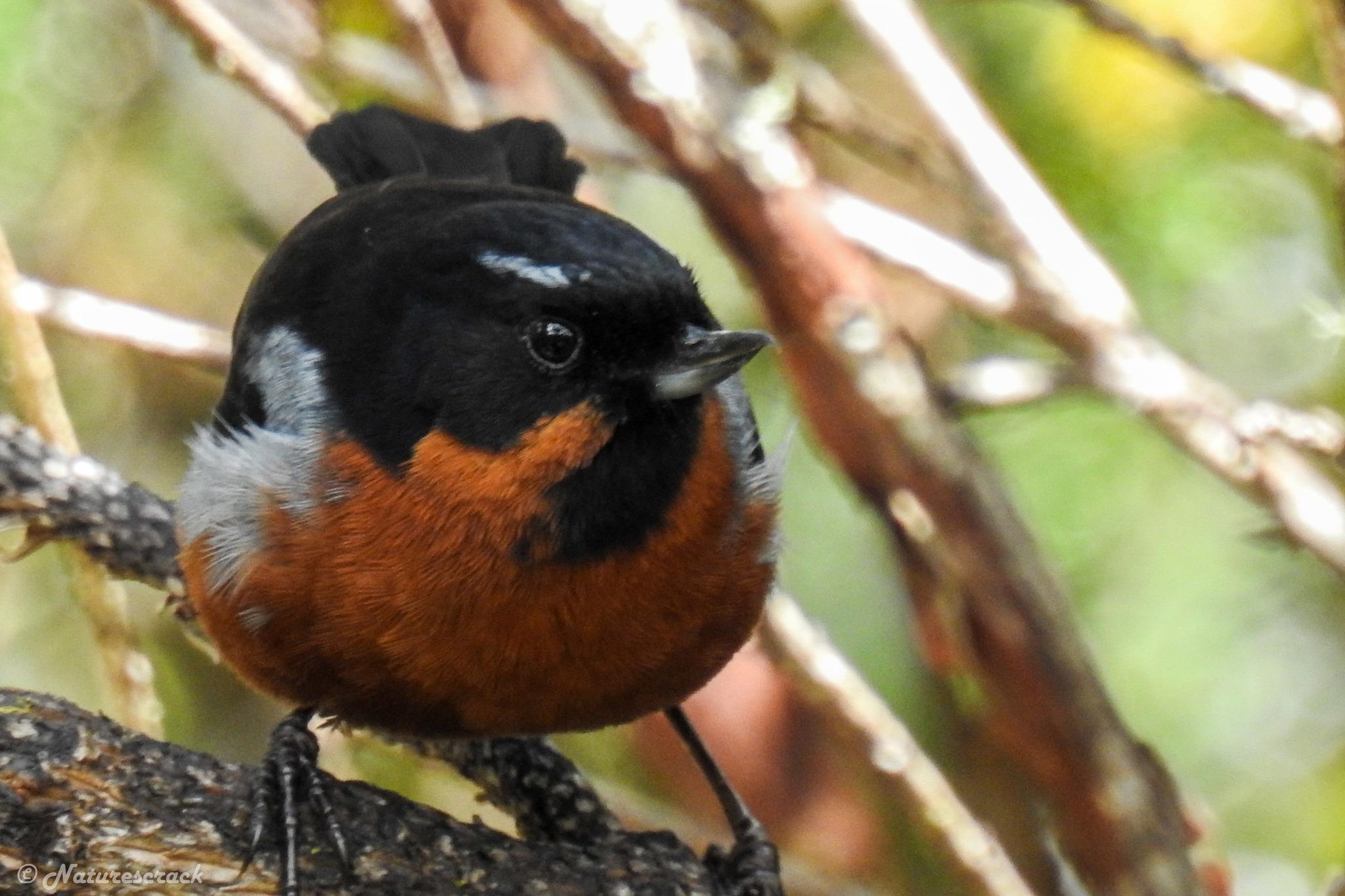 Black-throated Flowerpiercer