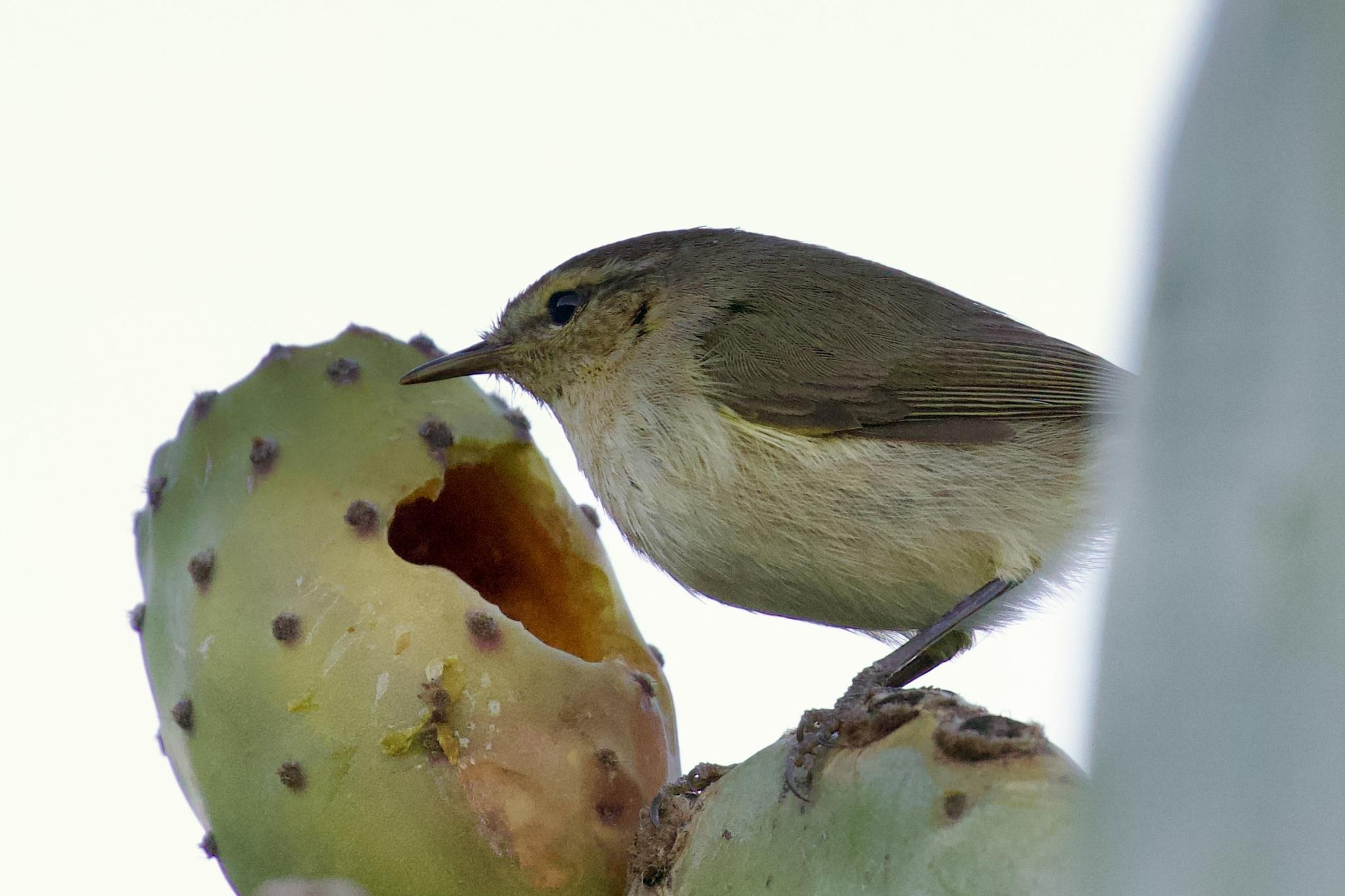 Mosquitero Canario