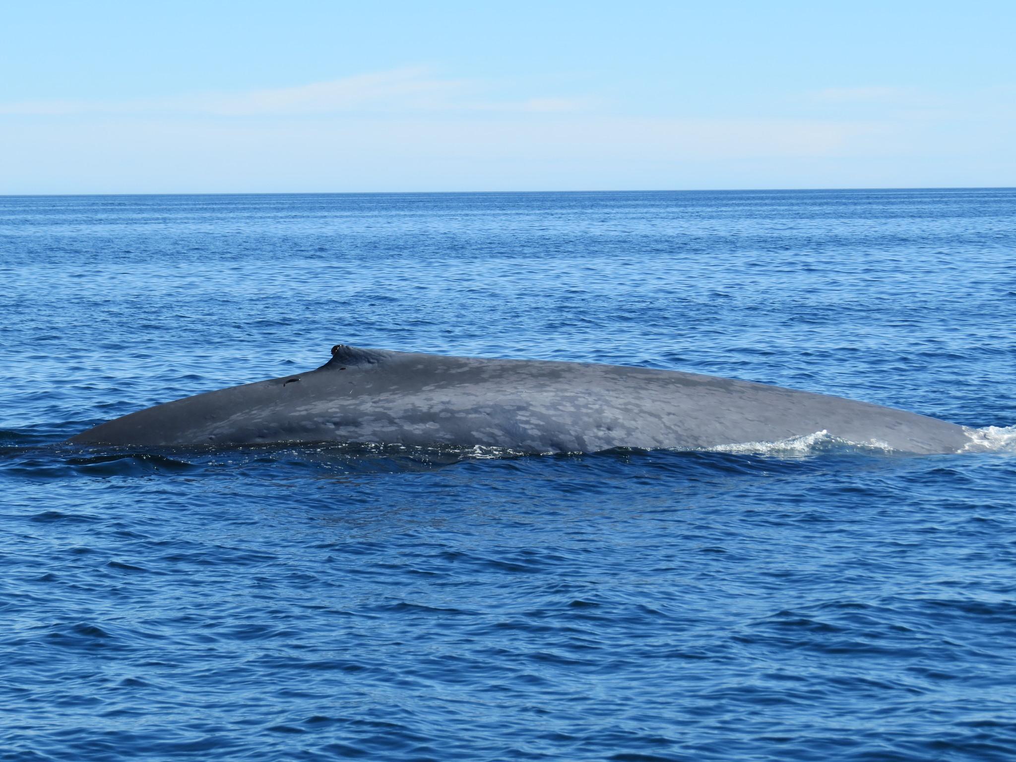 Ballena azul