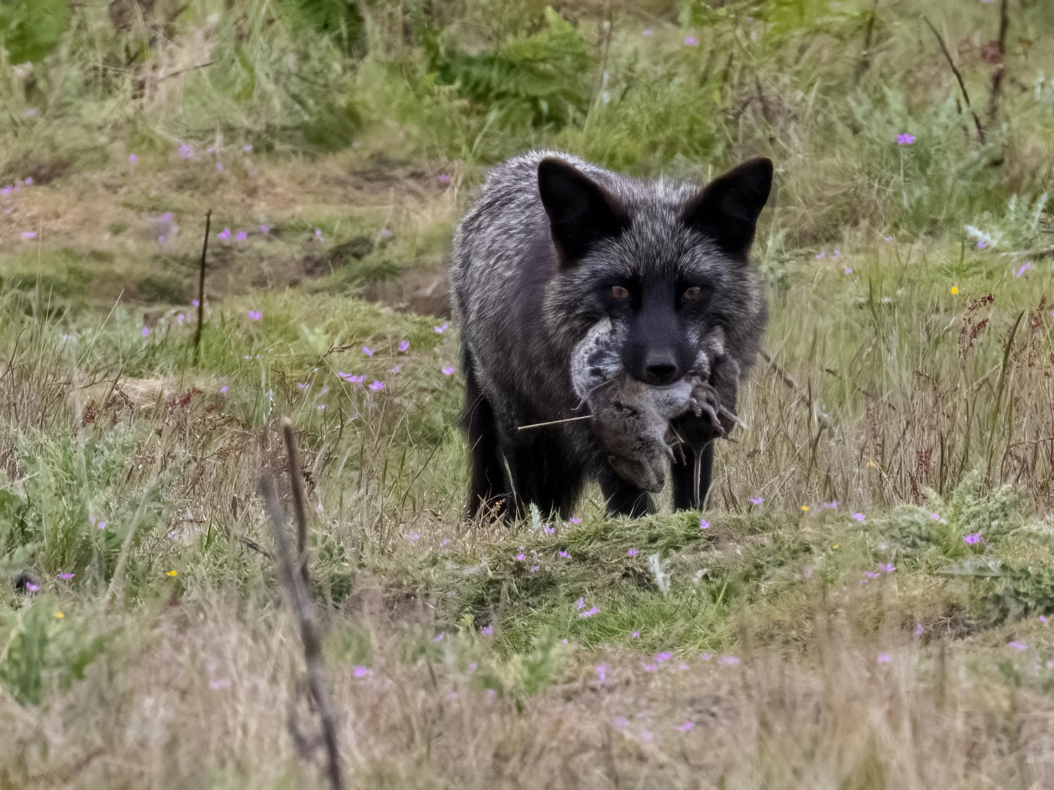 Red Fox