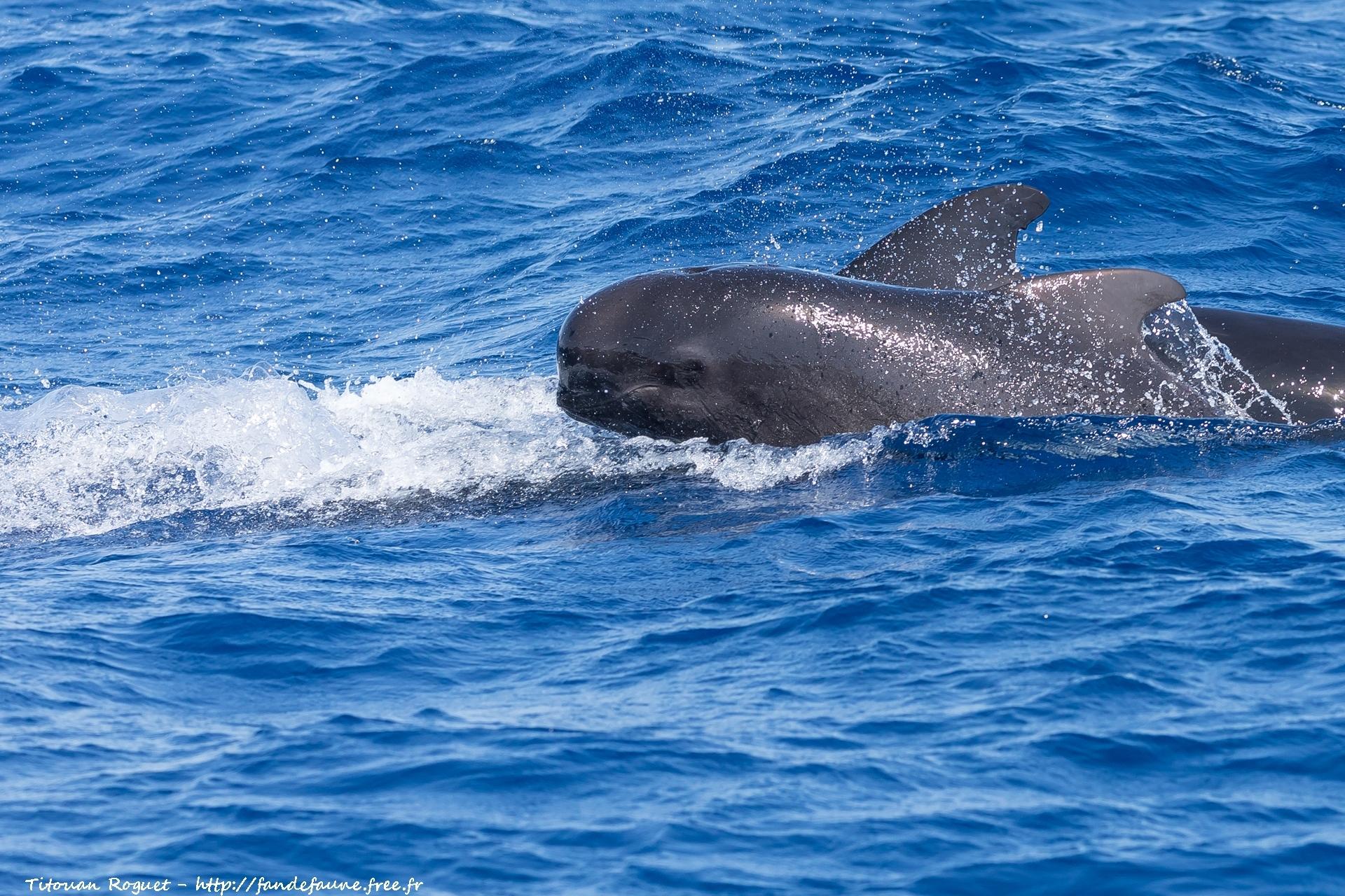 Ballena piloto de aleta larga