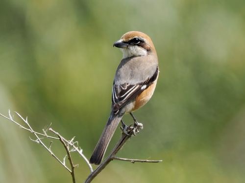 Bull-headed Shrike