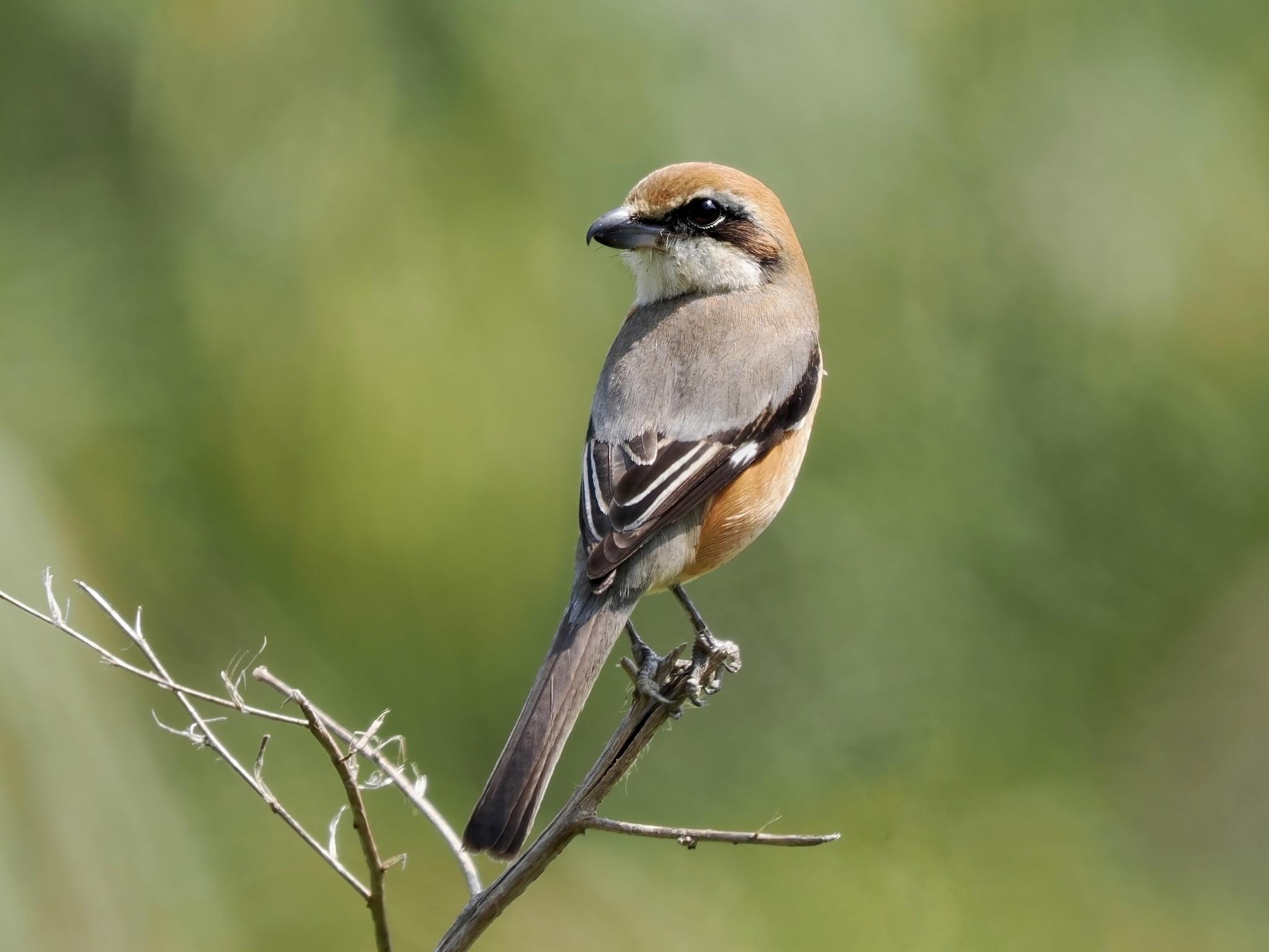 Bull-headed Shrike