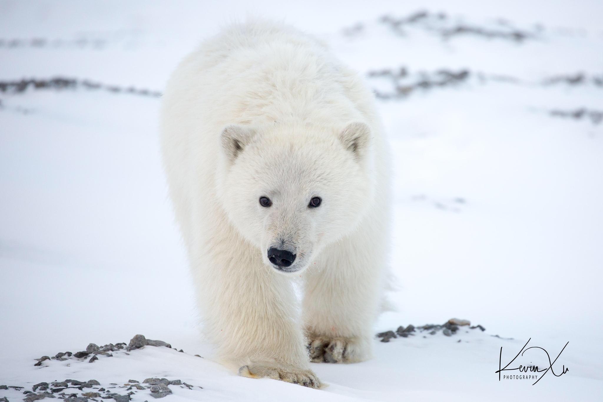 Oso Polar