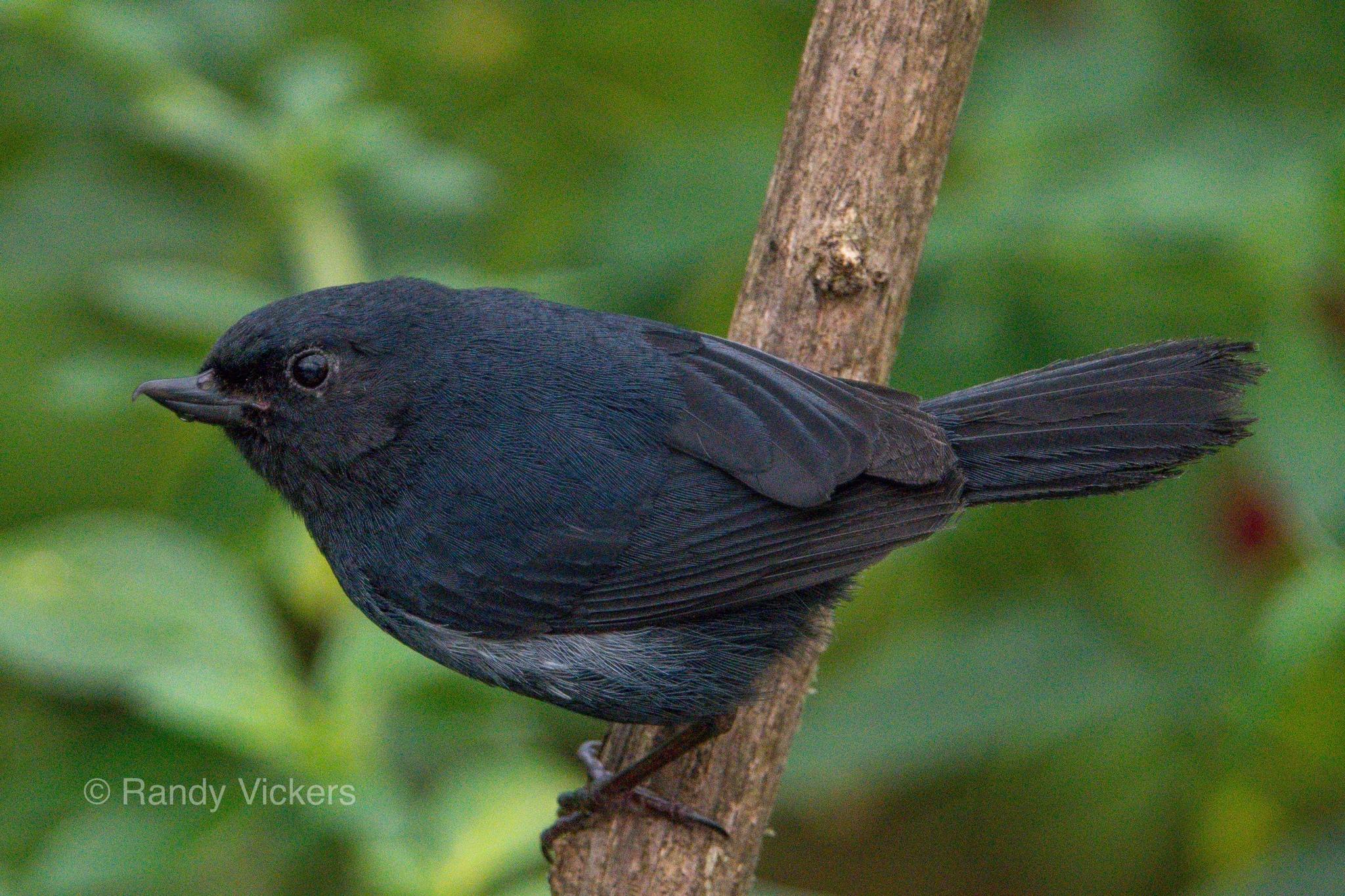 White-sided Flowerpiercer