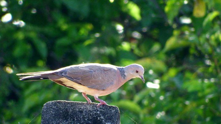 Philippine Collared-Dove