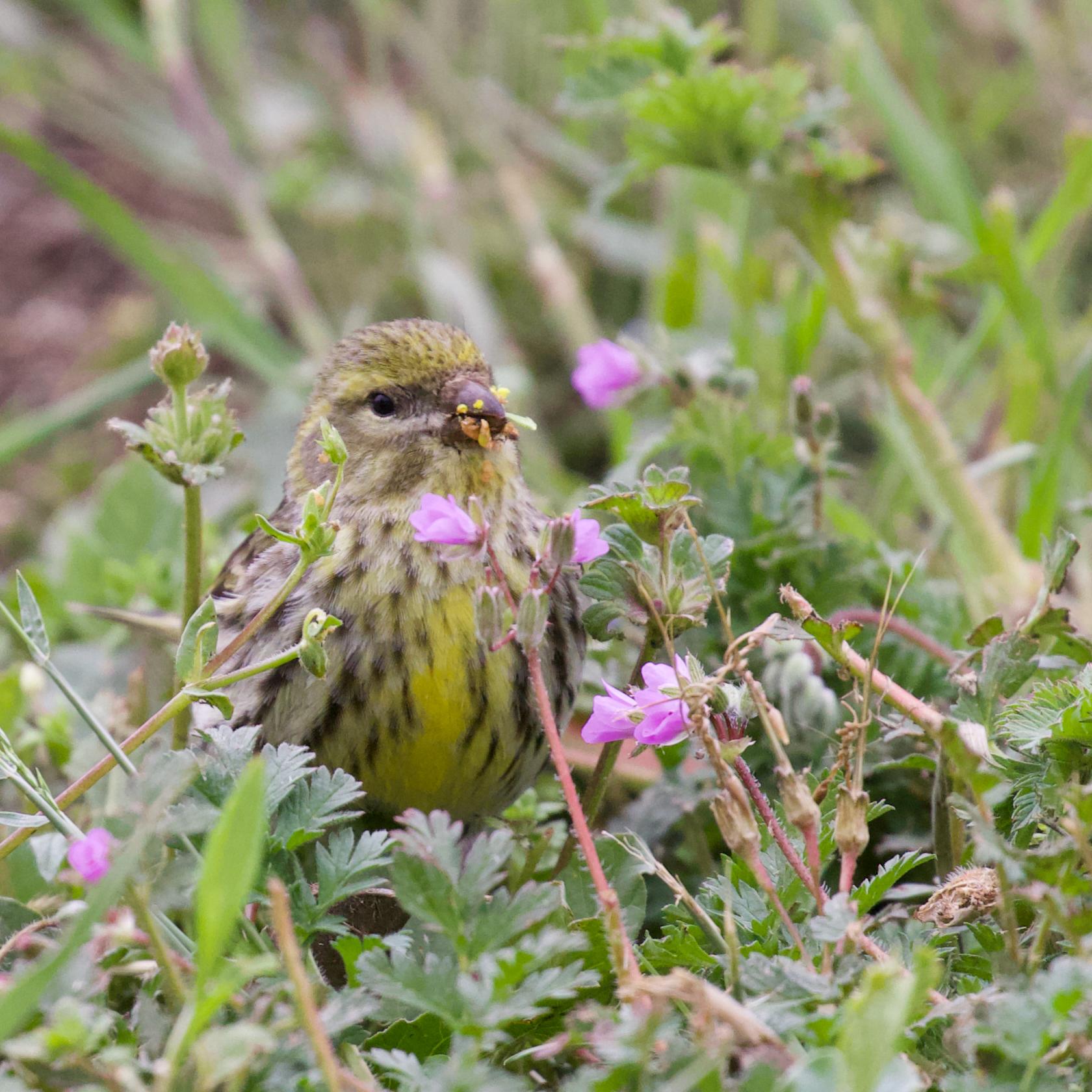 Serines