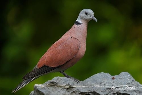 Red Collared-Dove