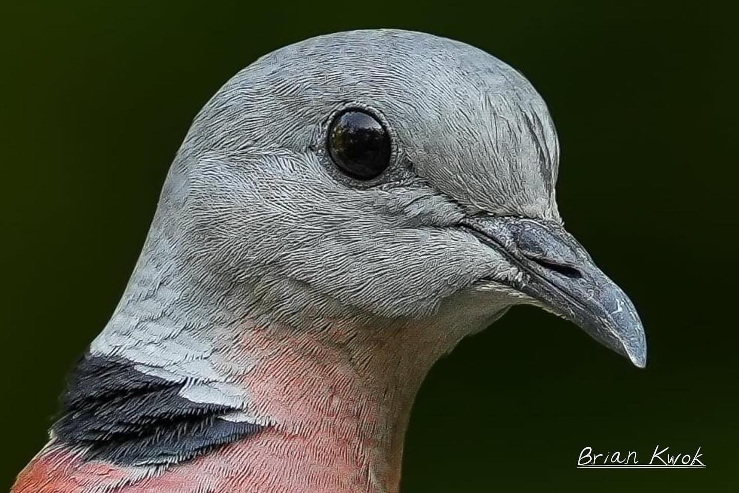 Red Collared-Dove