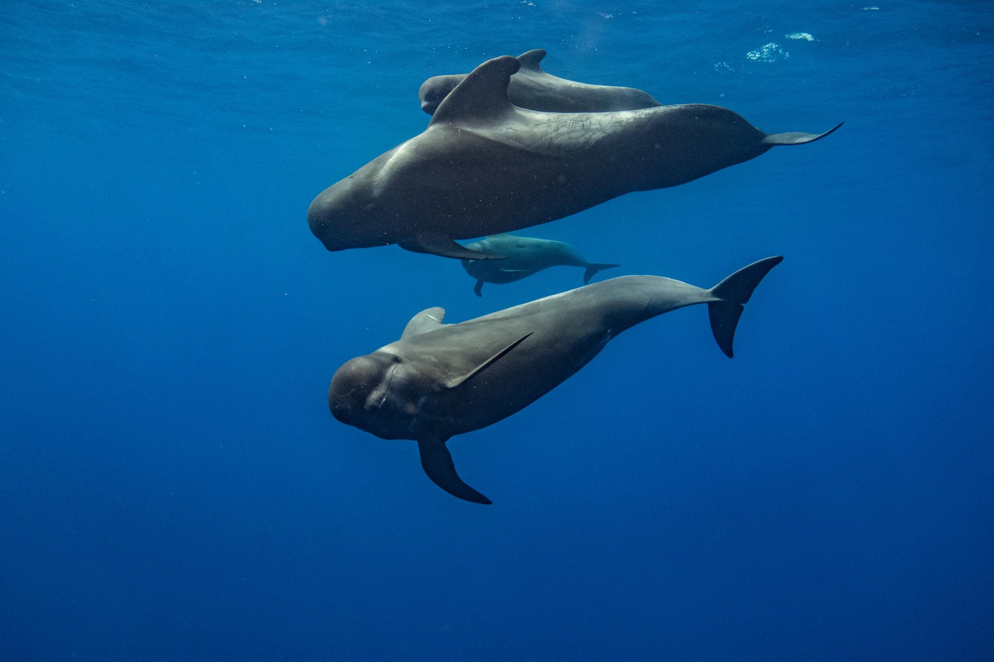 Ballena piloto