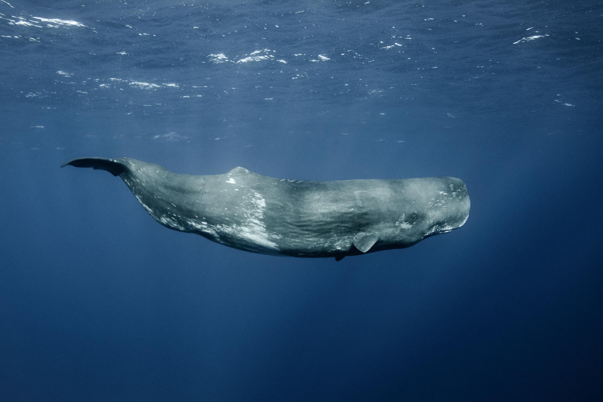 Ballena de esperma