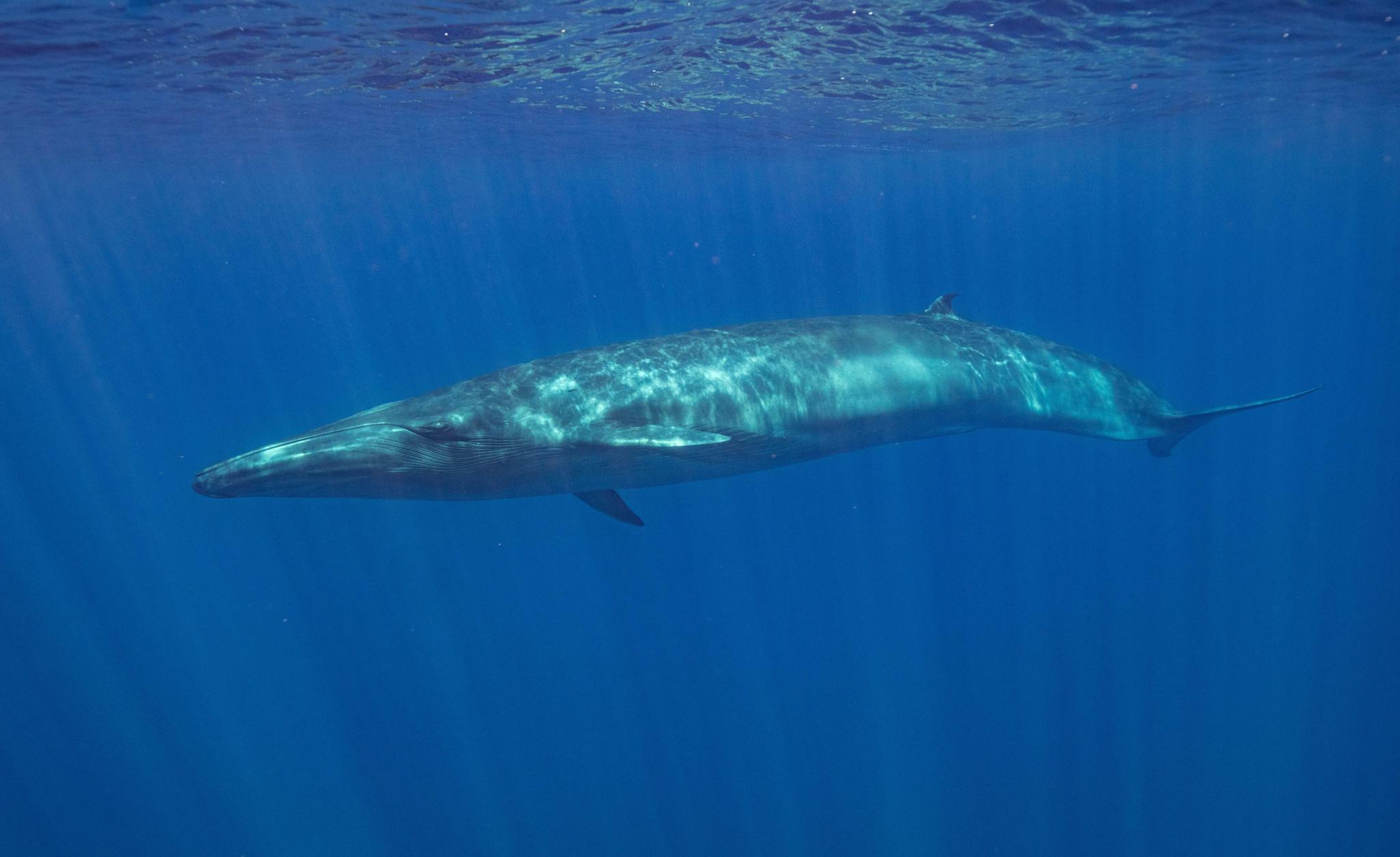 Ballena tropical