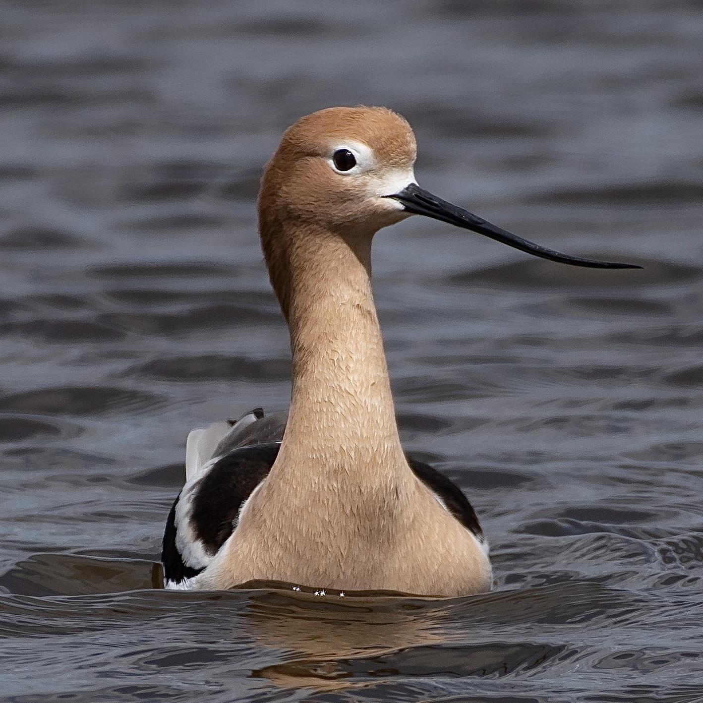 Avoceta americana