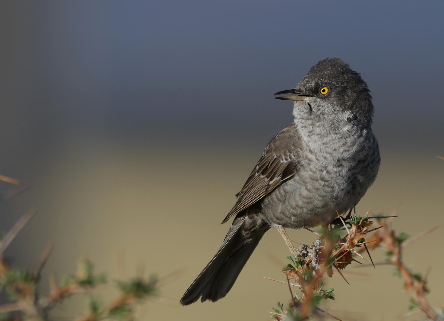 Barred Warbler