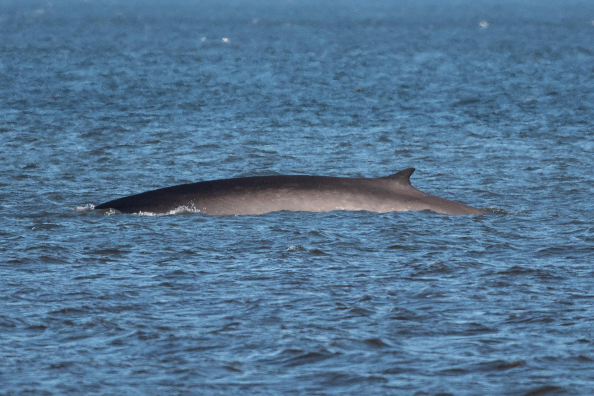 Ballena de aleta