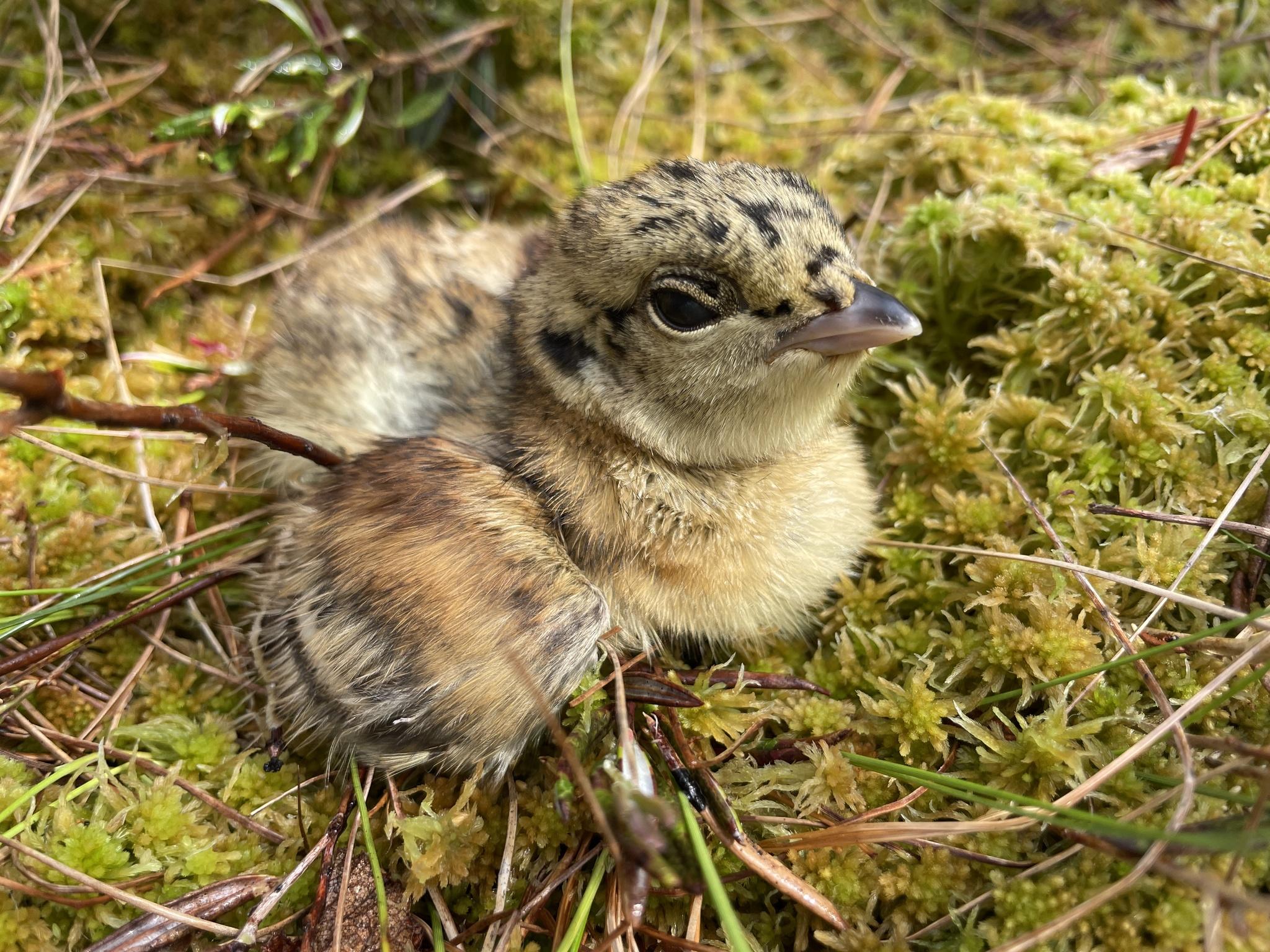 Urogallo Común