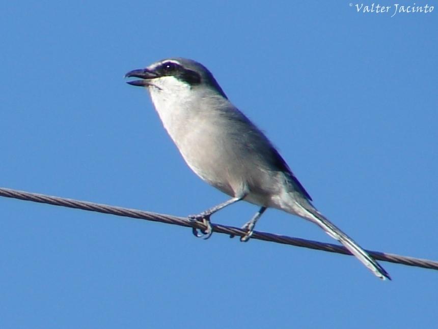 Iberian Grey Shrike