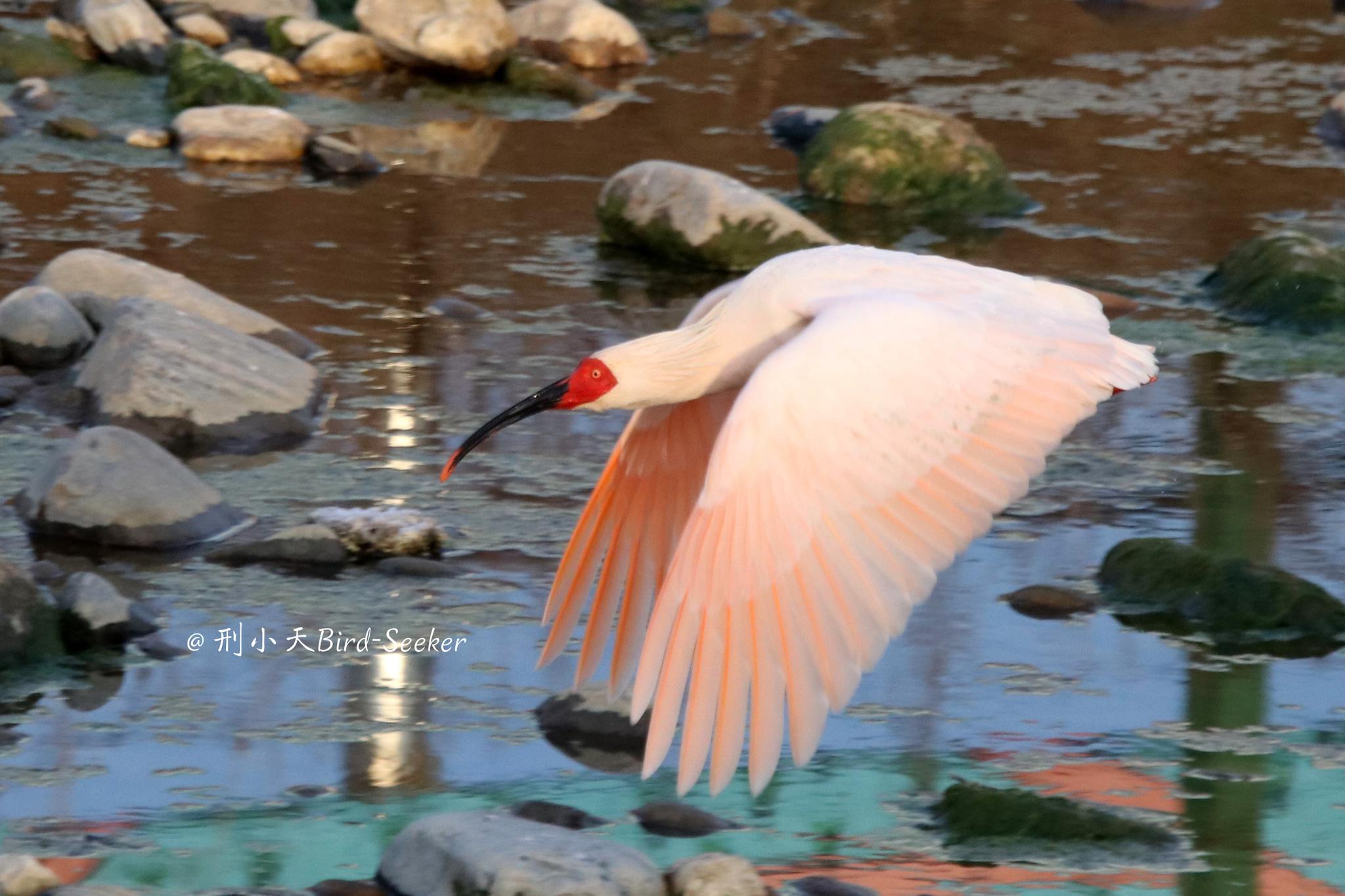 Pelícanos, garzas, ibis y parientes