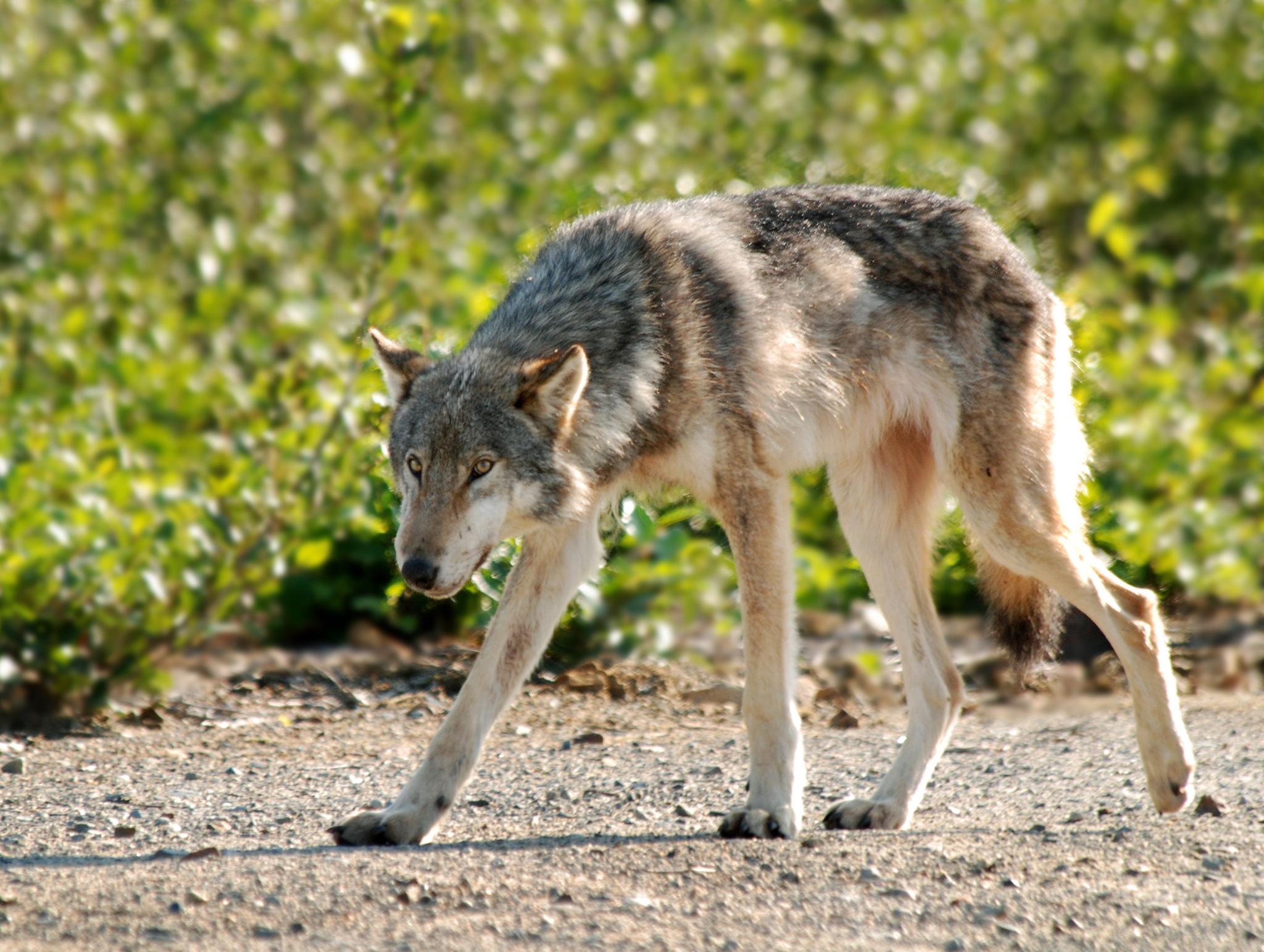 Lobo gris