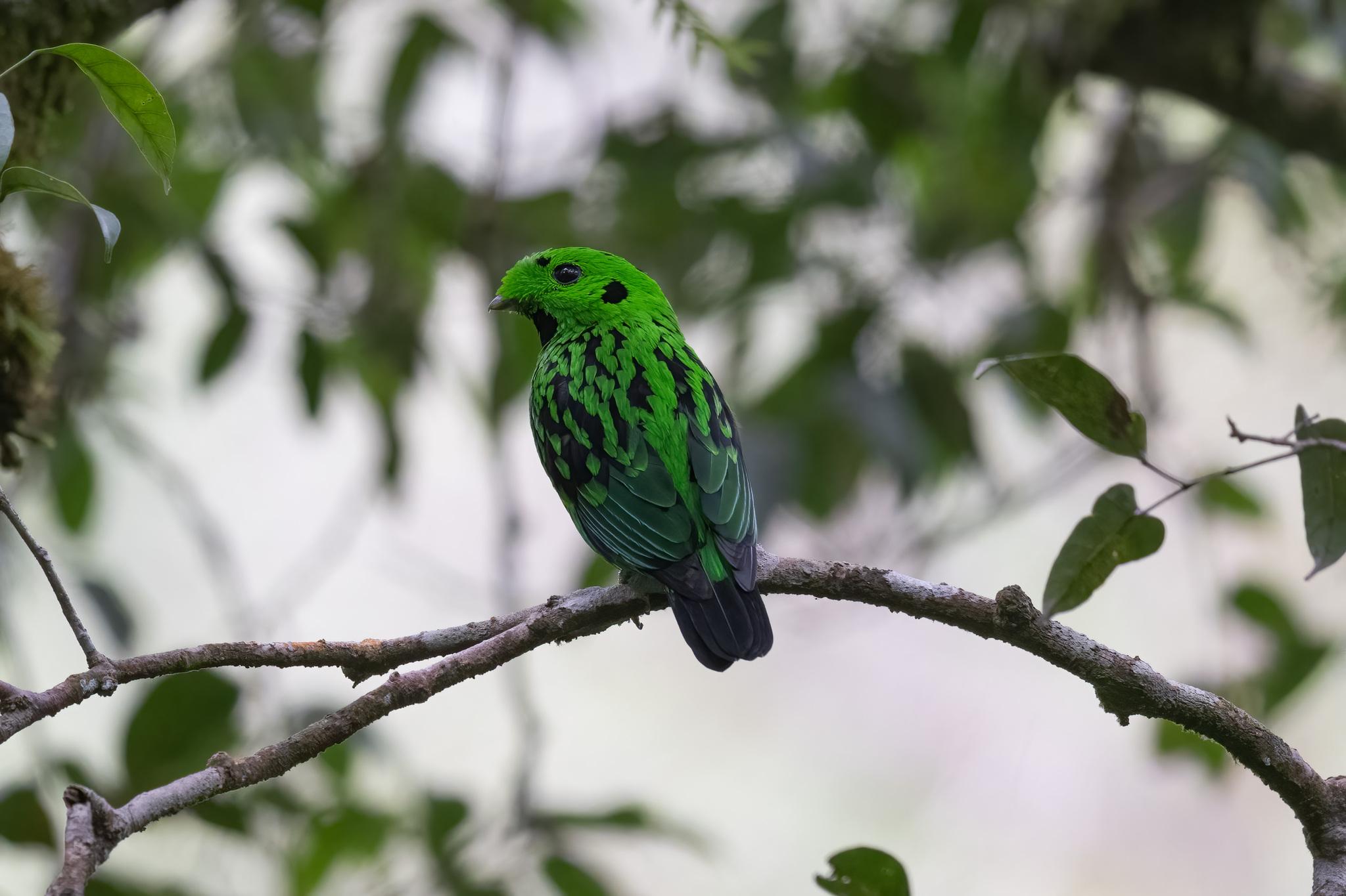 Perching Birds
