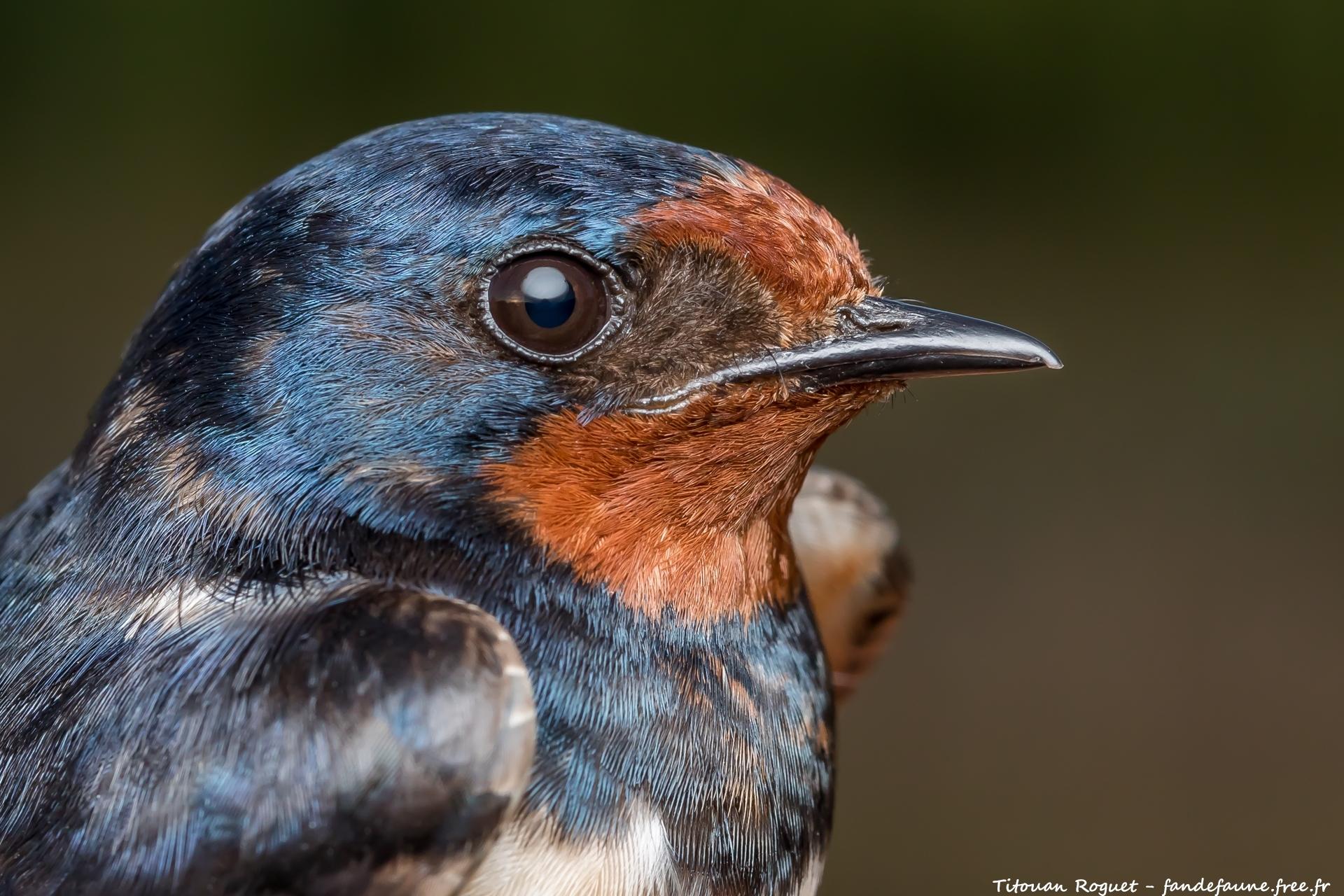 Golondrina tijereta