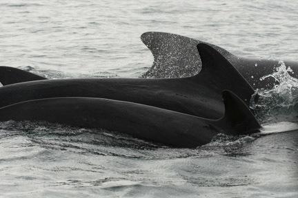 Ballena piloto de aleta larga